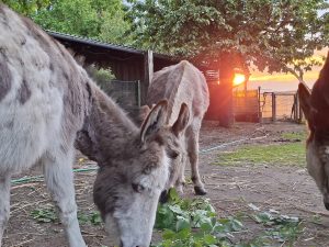 Esel beim Fressen im Abendlicht vor dem Stall